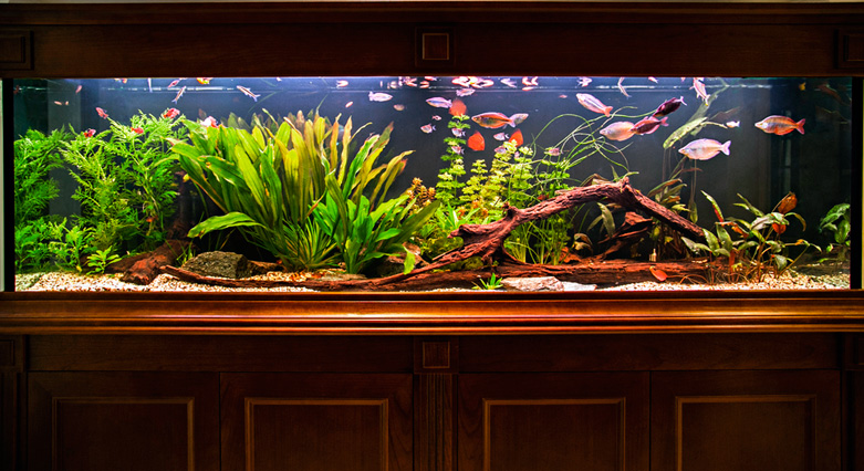 Дизайн аквариума с растениями: фото примеры от мастеров компании «Оазис»