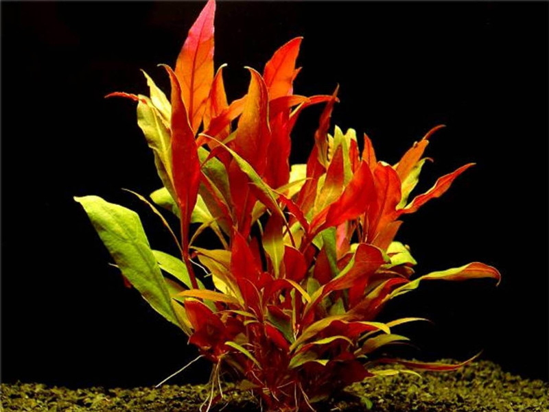 Неприхотливые аквариумные растения для новичков: выбор и посадка