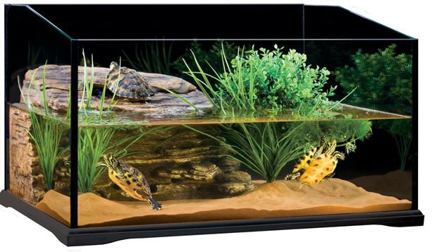 Ответы gkhyarovoe.ru: Подскажите пожалуйста как сделать островок в аквариум для красноухой черепахи.